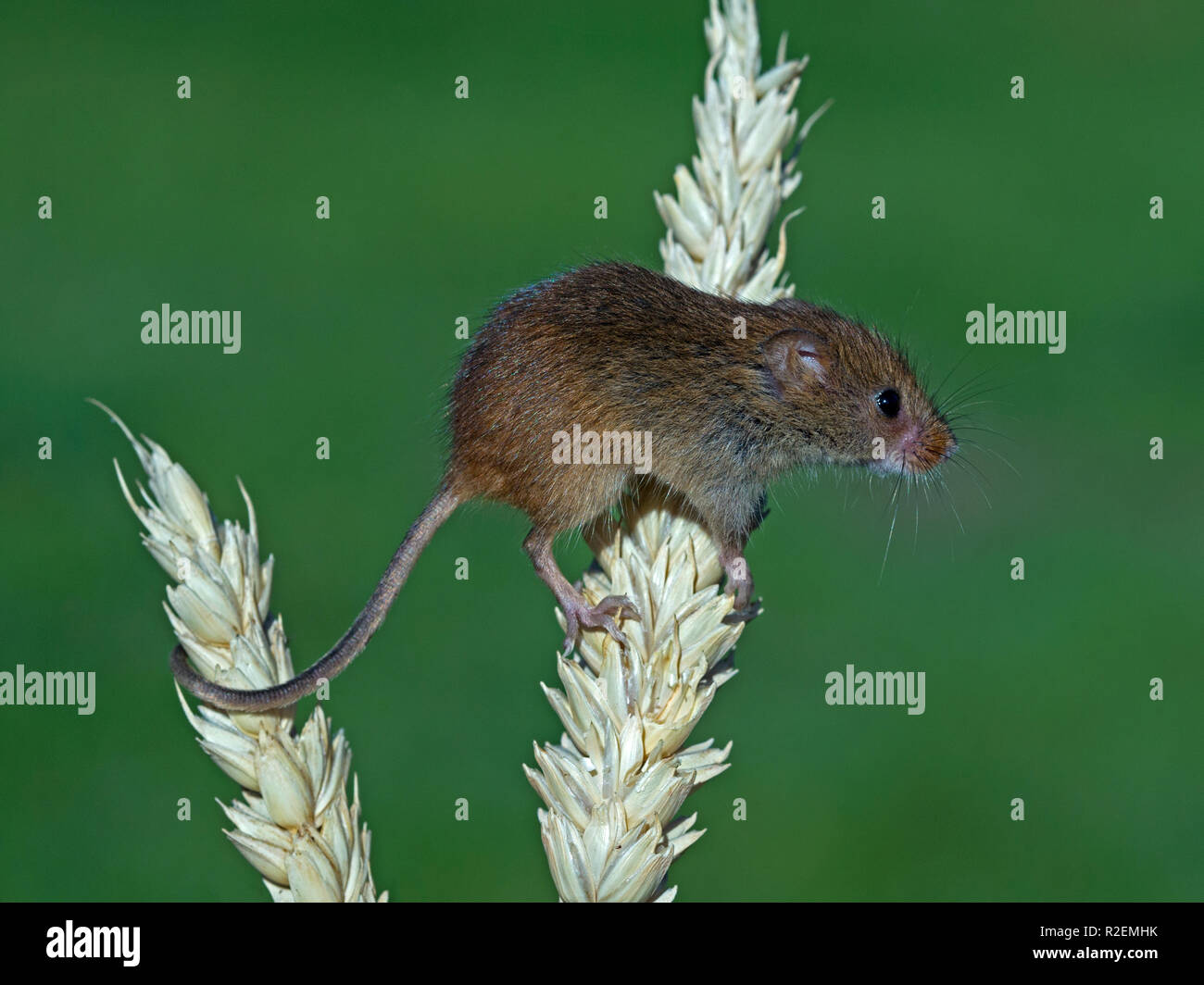 Eurasian harvest mouse on wheat ear Stock Photo