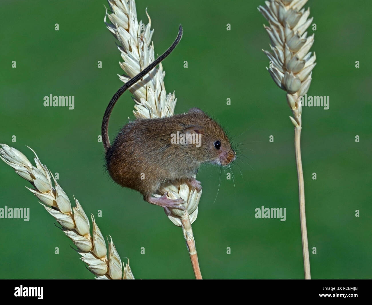 Eurasian harvest mouse on wheat ear Stock Photo