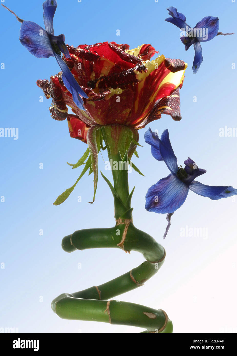 Genblume hi-res stock photography and images - Alamy