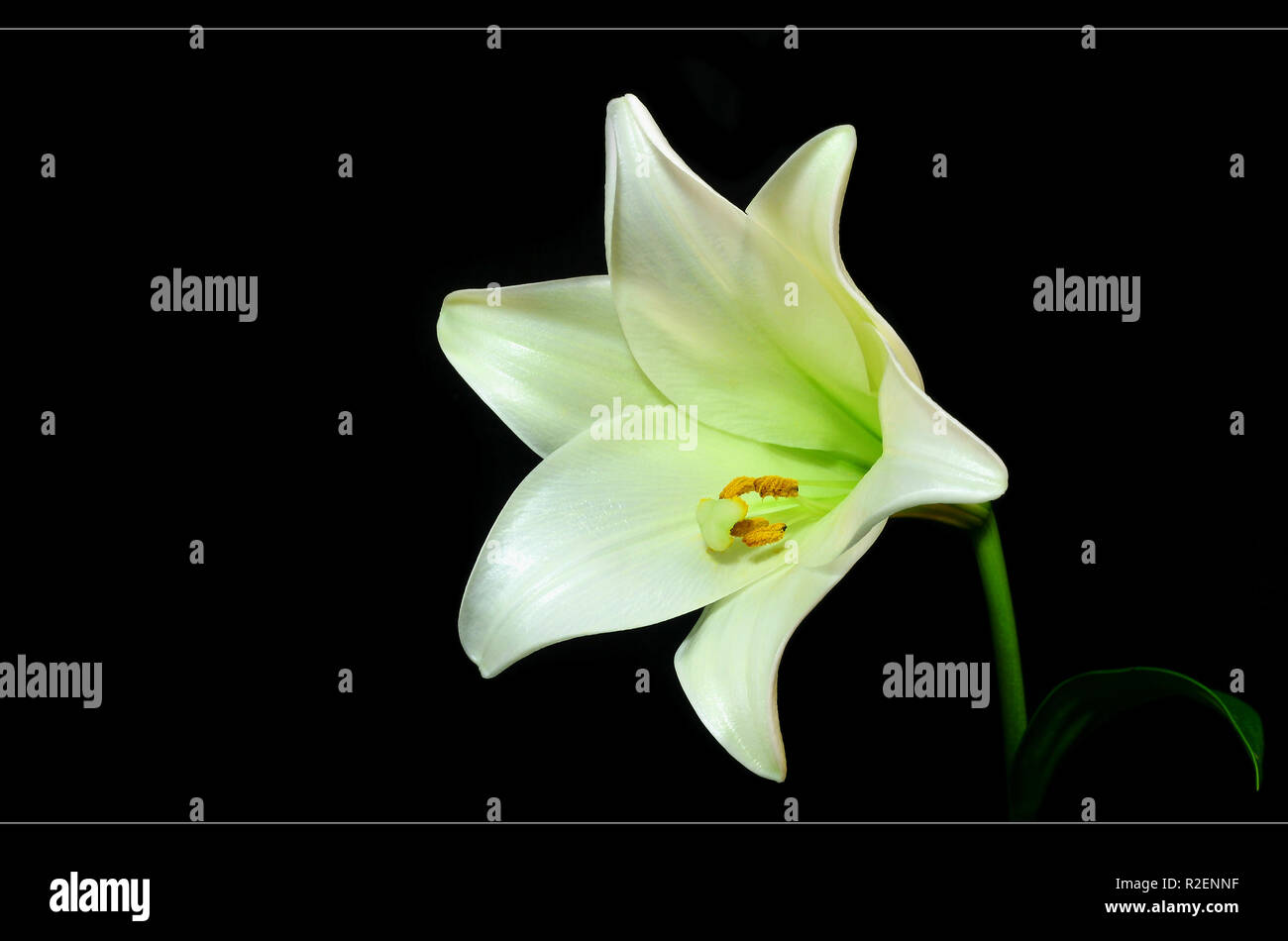 la fleur blanche Stock Photo - Alamy