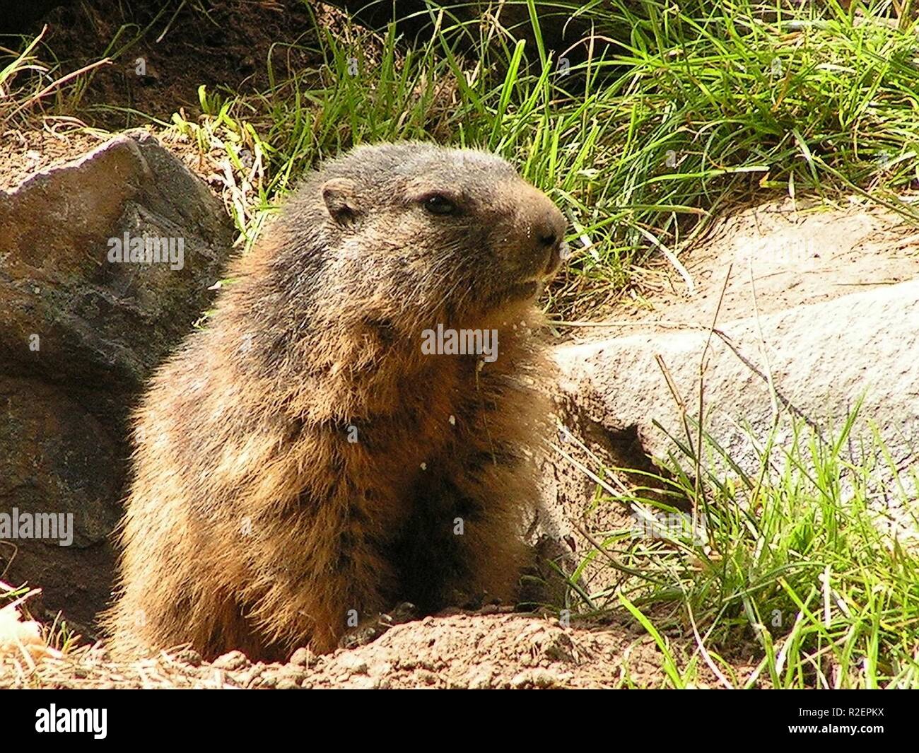 ... and every day the marmot greets Stock Photo