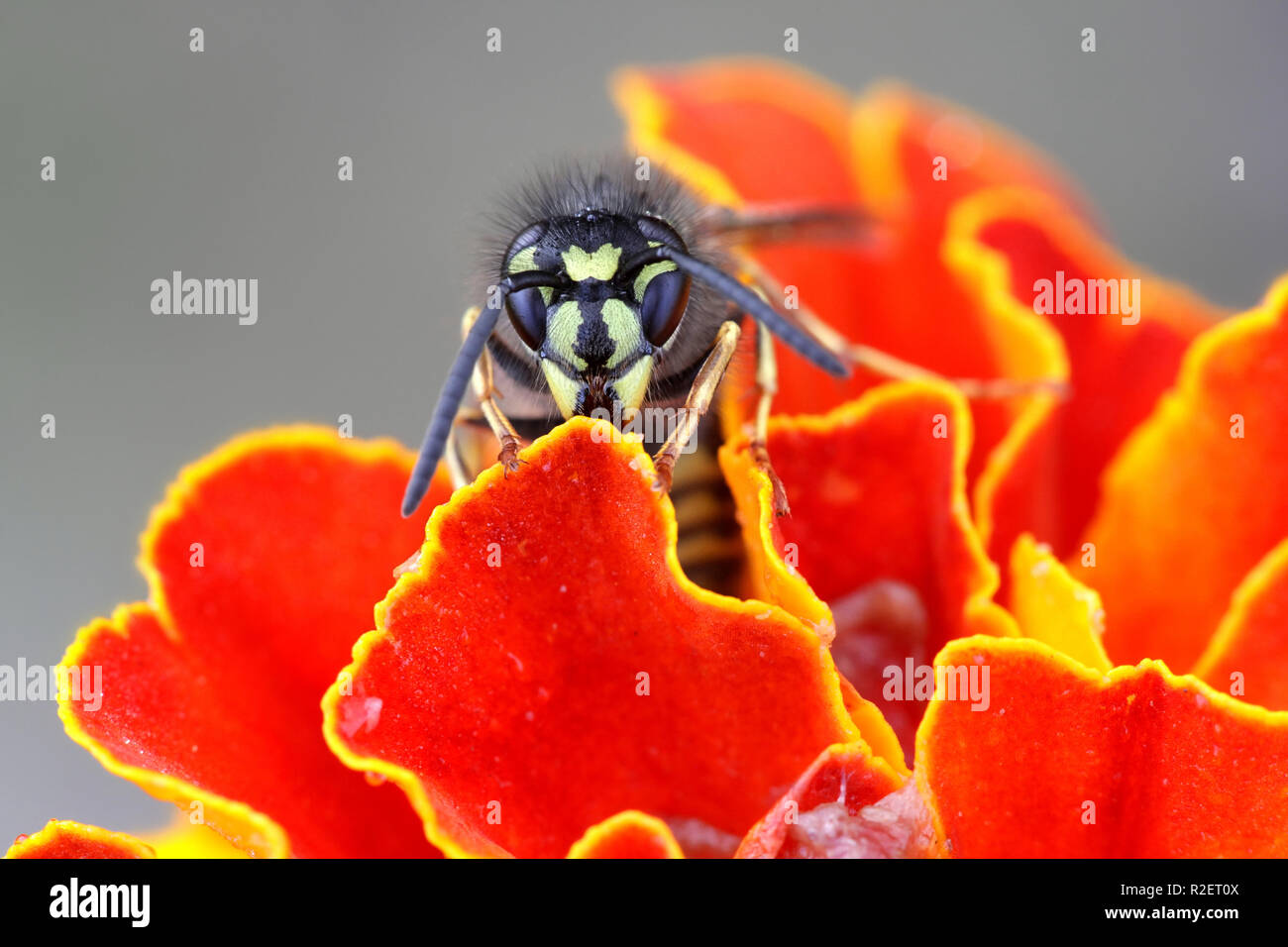 Common yellow-jacket or European wasp, Vespula vulgaris Stock Photo
