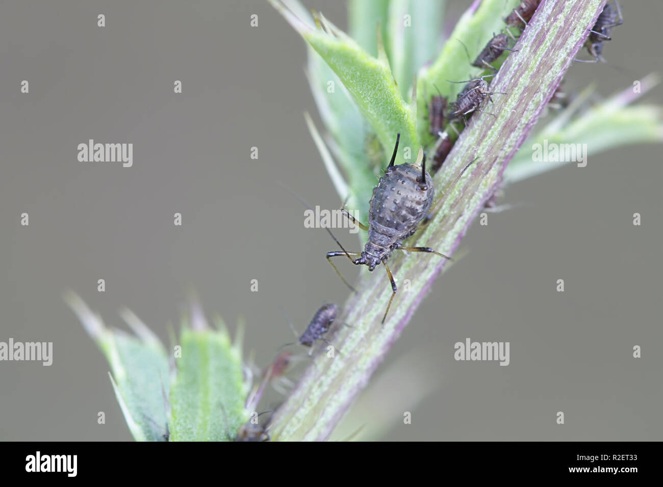 Sapinsect hi res stock photography and images Alamy Sapinsect hi res stock photography and images Alamy