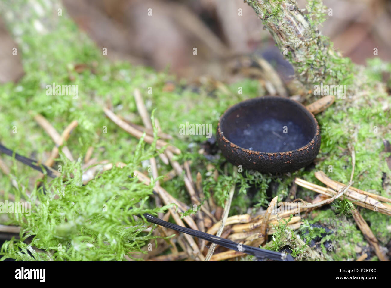 Corona fairy cup, Plectania melastoma Stock Photo