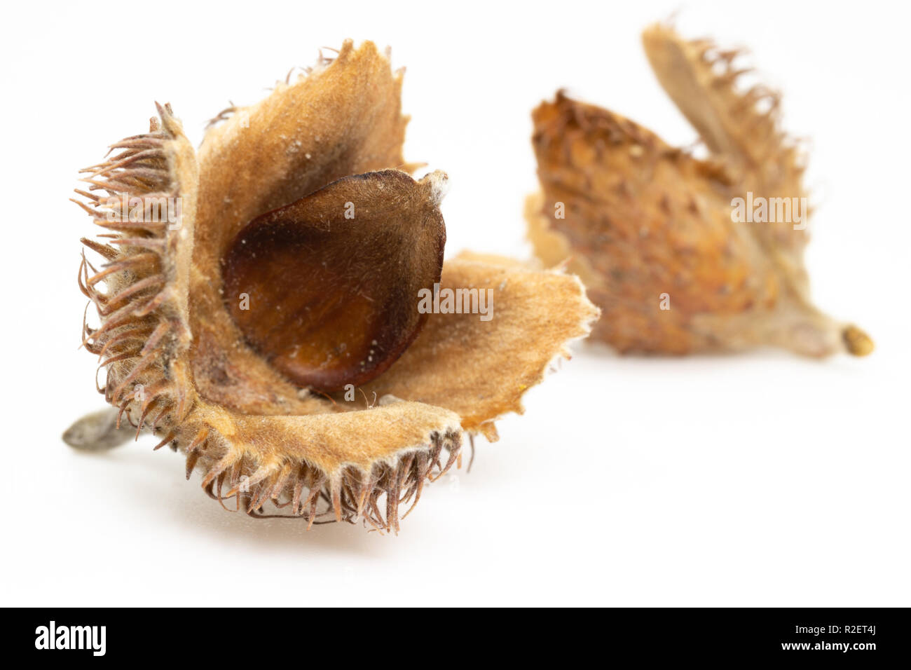European beech (Fagus sylvatica) masts with seed macro Stock Photo