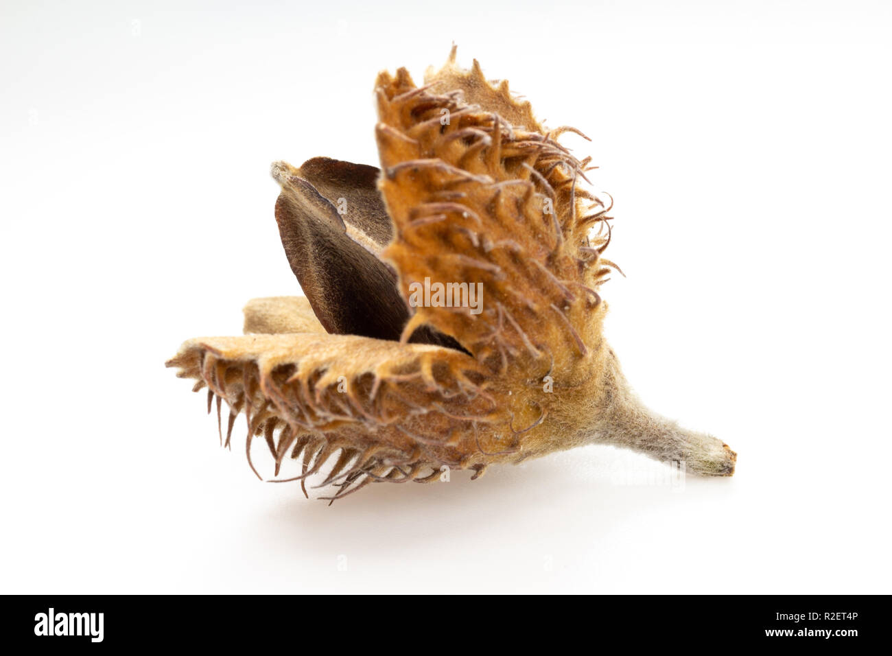 European beech (Fagus sylvatica) mast and nut macro Stock Photo