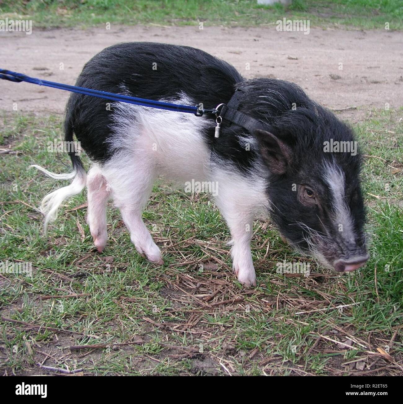 miniature pig Stock Photo