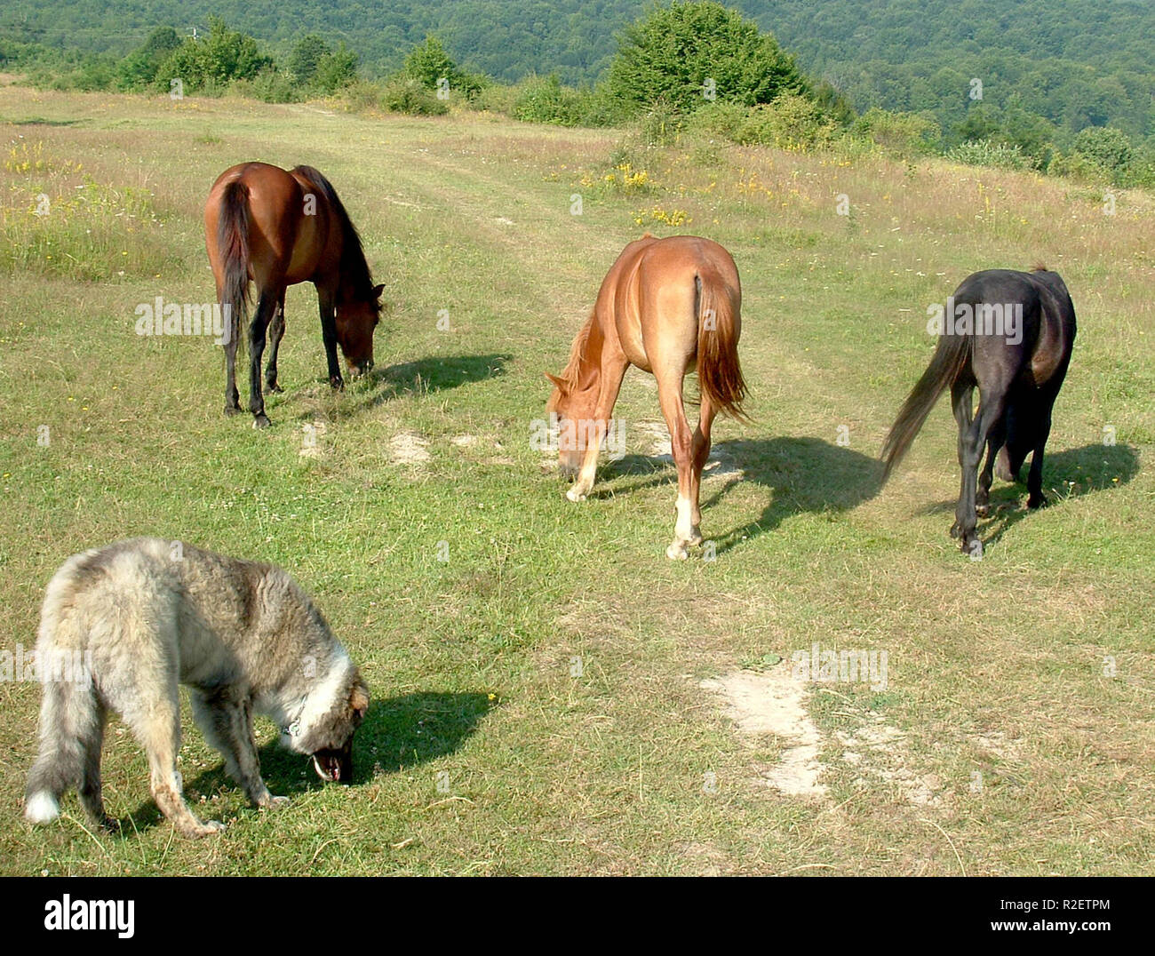 how many horses Stock Photo Alamy