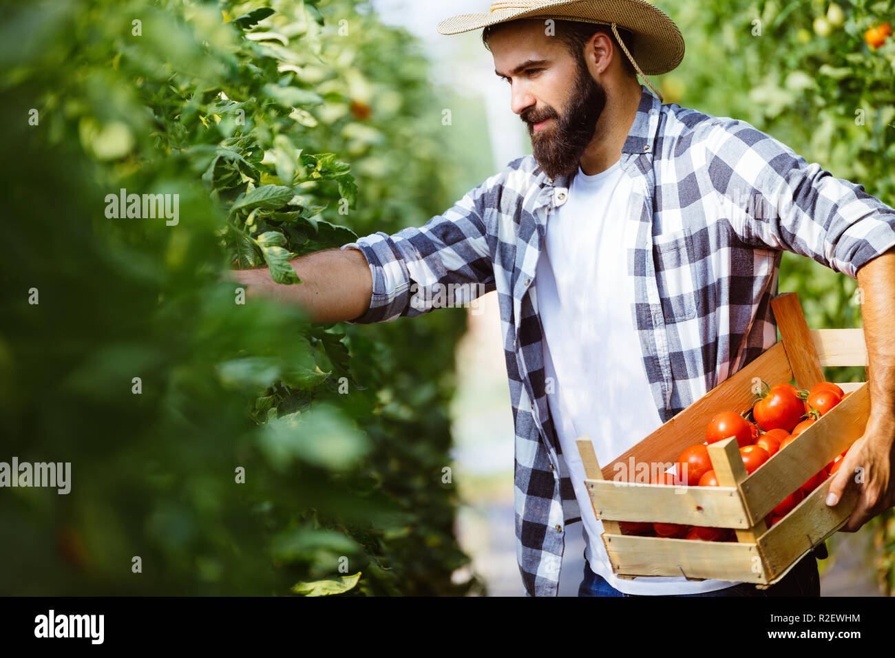 Male farmer picking fresh tomatoes from his hothouse garden Stock Photo ...