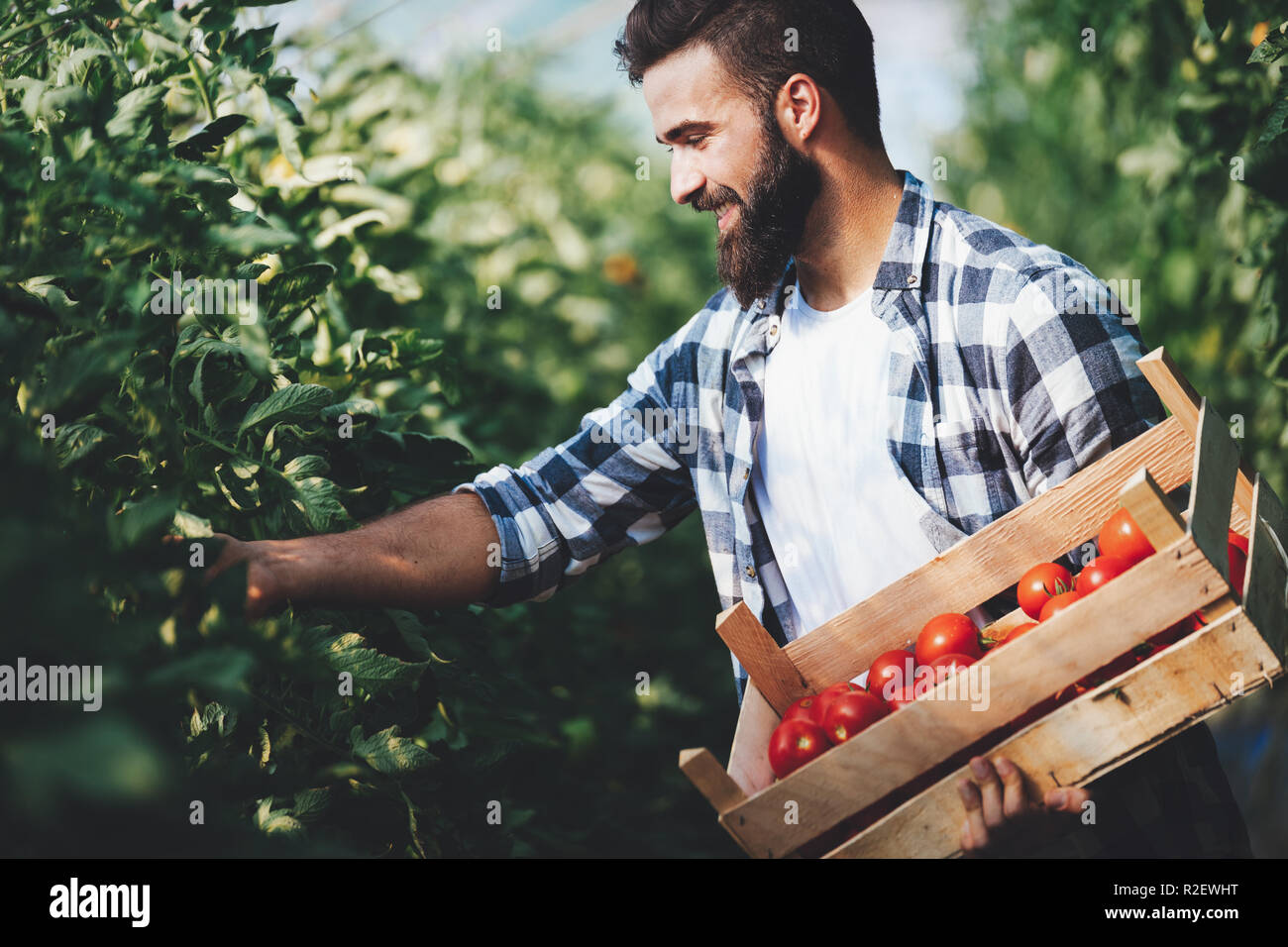 Male farmer picking fresh tomatoes from his hothouse garden Stock Photo ...