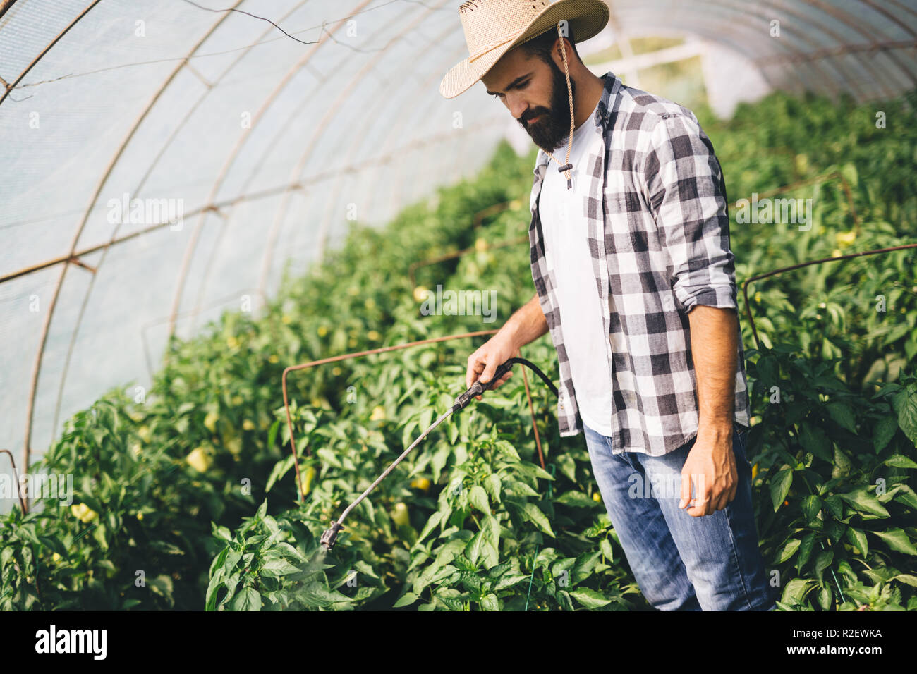 Young farmer protecting his plants with chemicals Stock Photo