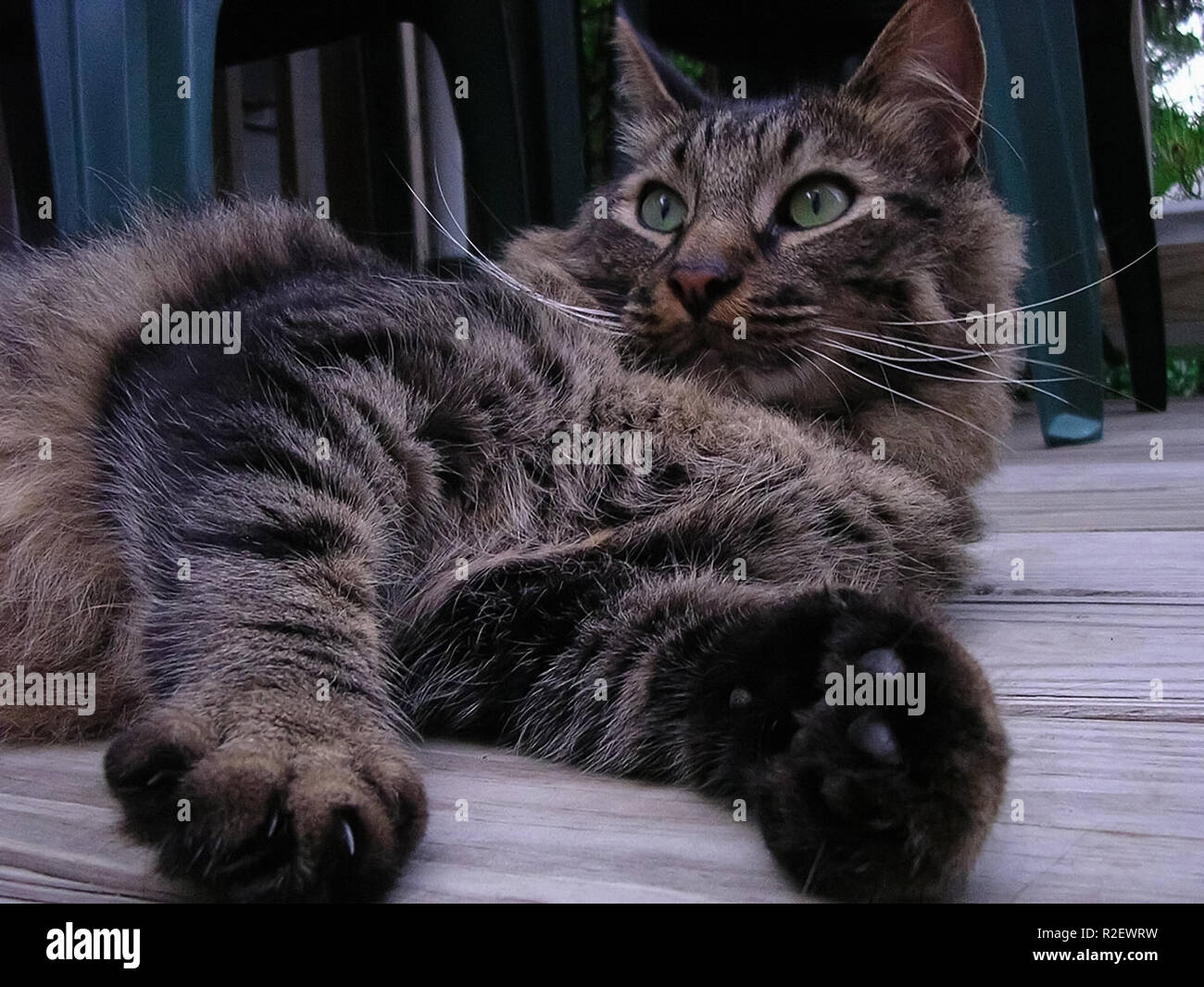 Big cat feet hi-res stock photography and images - Alamy