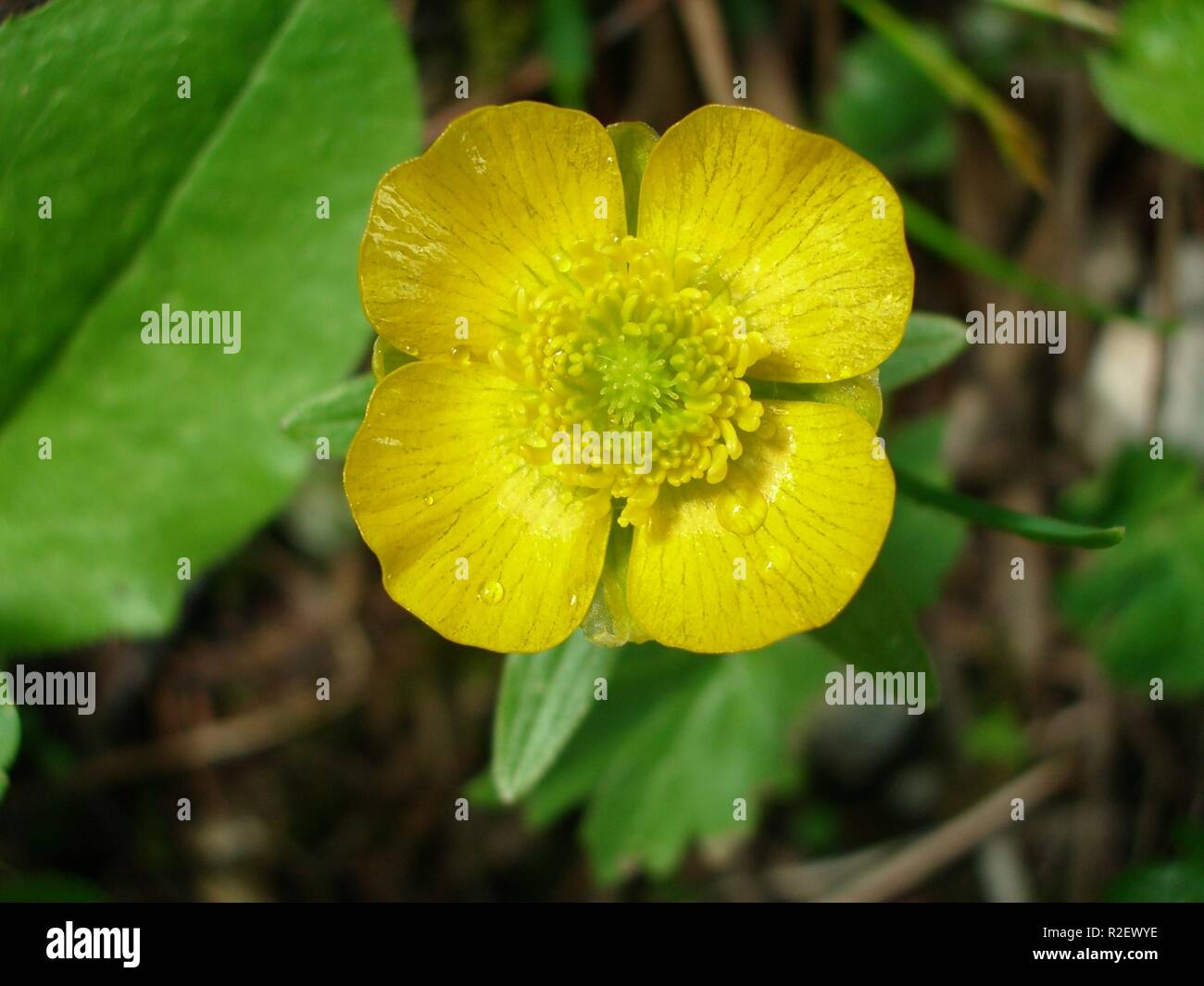 fortunately buttercup Stock Photo