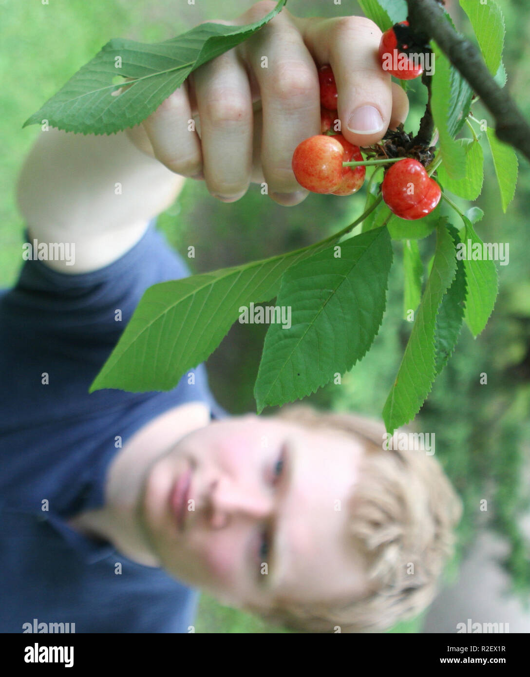 picking cherries 2 Stock Photo