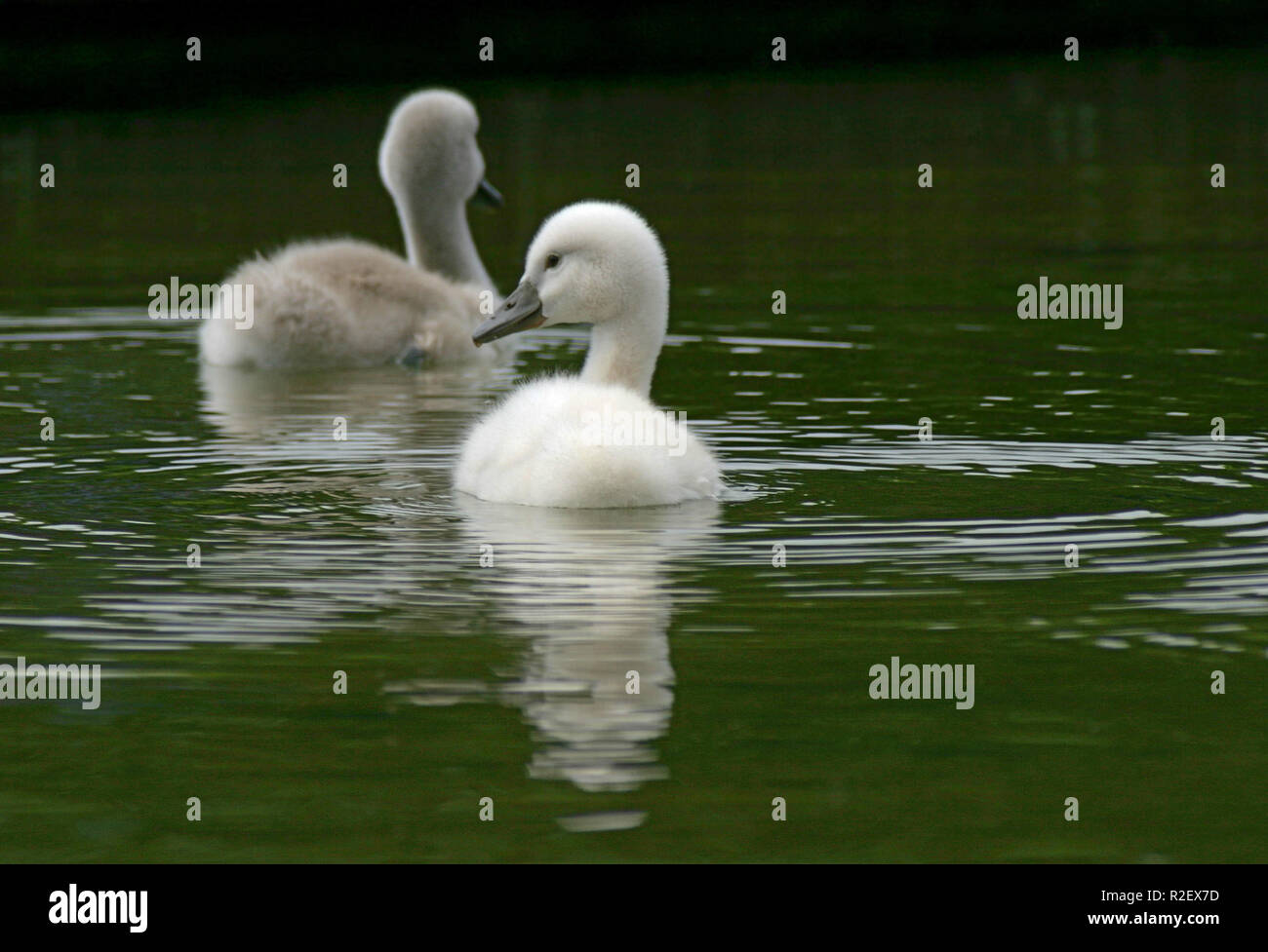 swan children Stock Photo