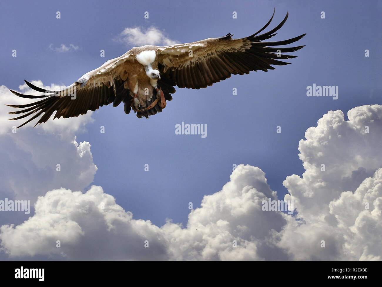 flight of the vulture Stock Photo