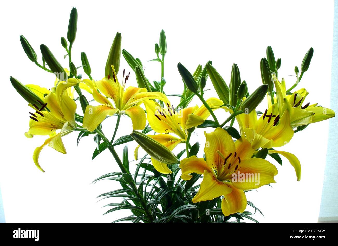 Lilies 2 hires stock photography and images Alamy