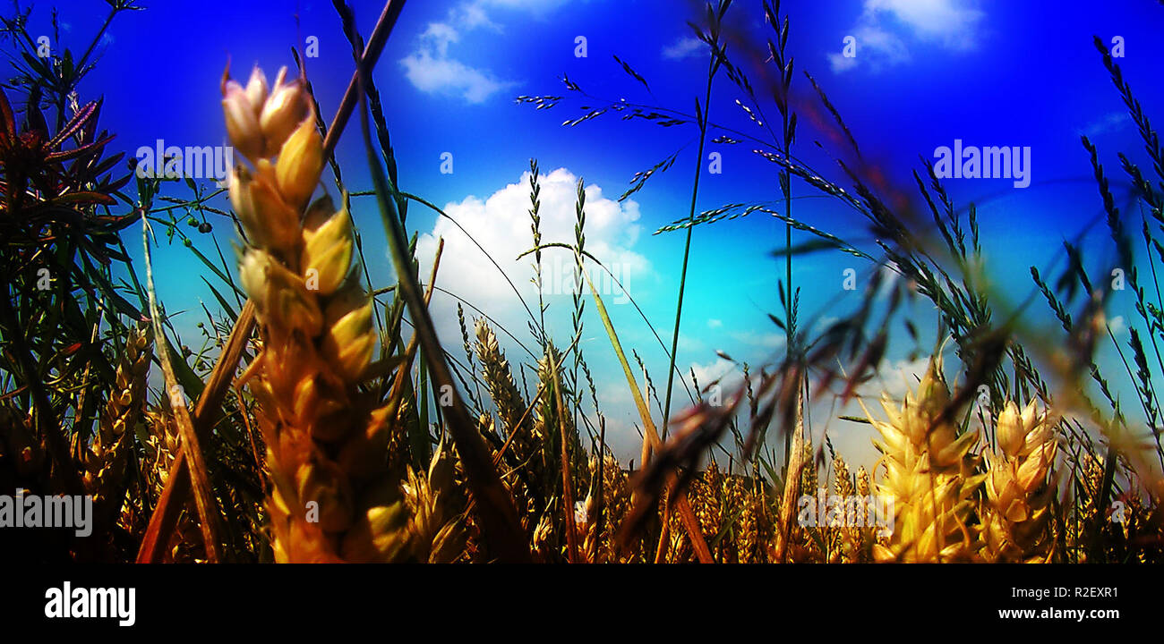 in field 2 Stock Photo - Alamy