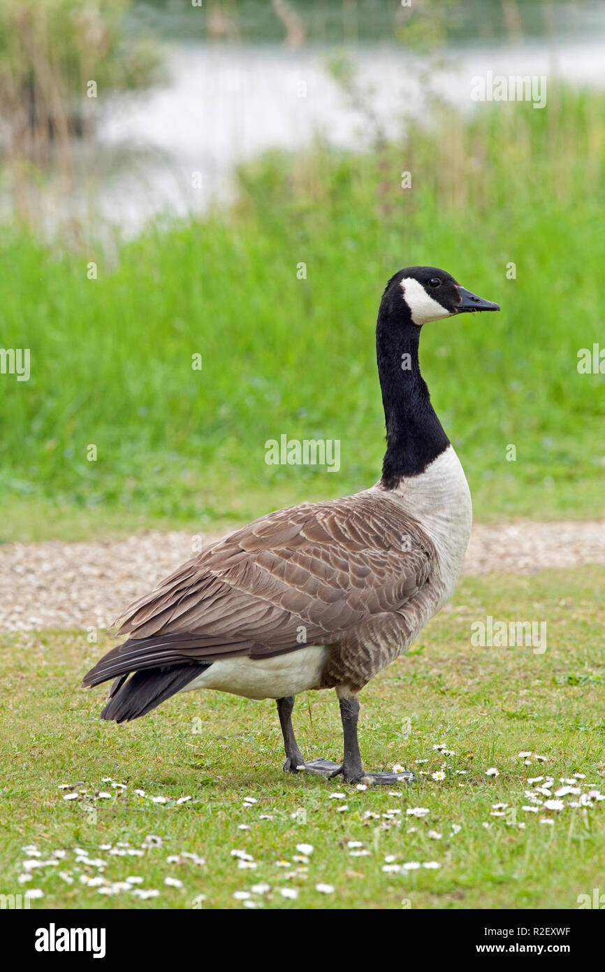 Branta canadensis for the canada goose clearance for example