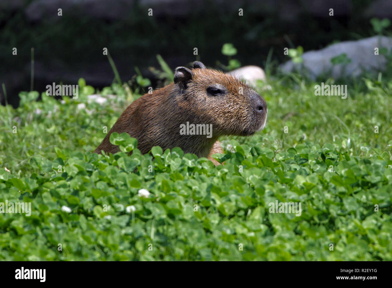 Capybara vienna hi-res stock photography and images - Alamy