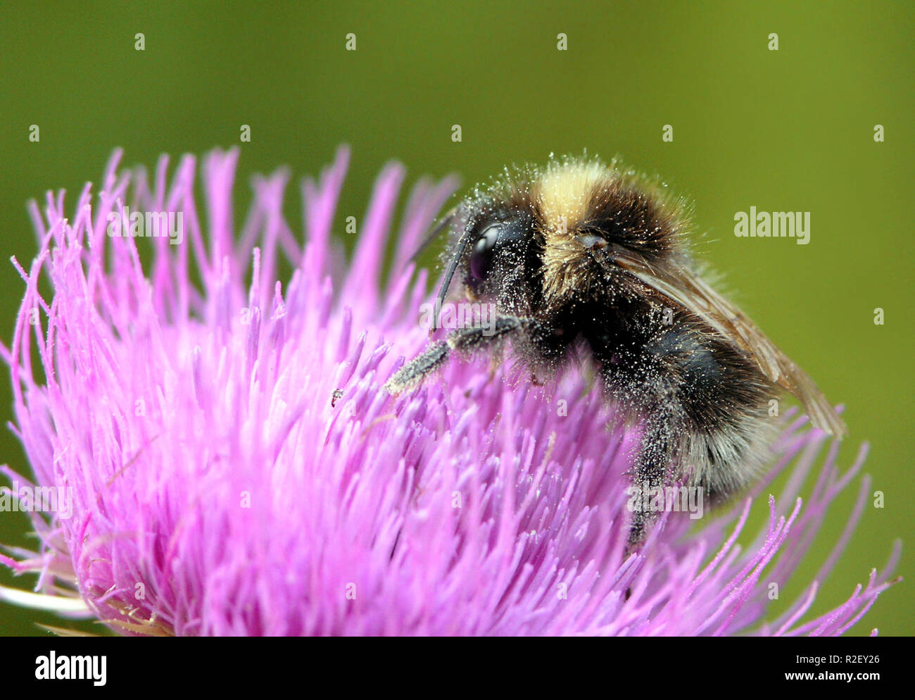 Badetag Hi Res Stock Photography And Images Alamy