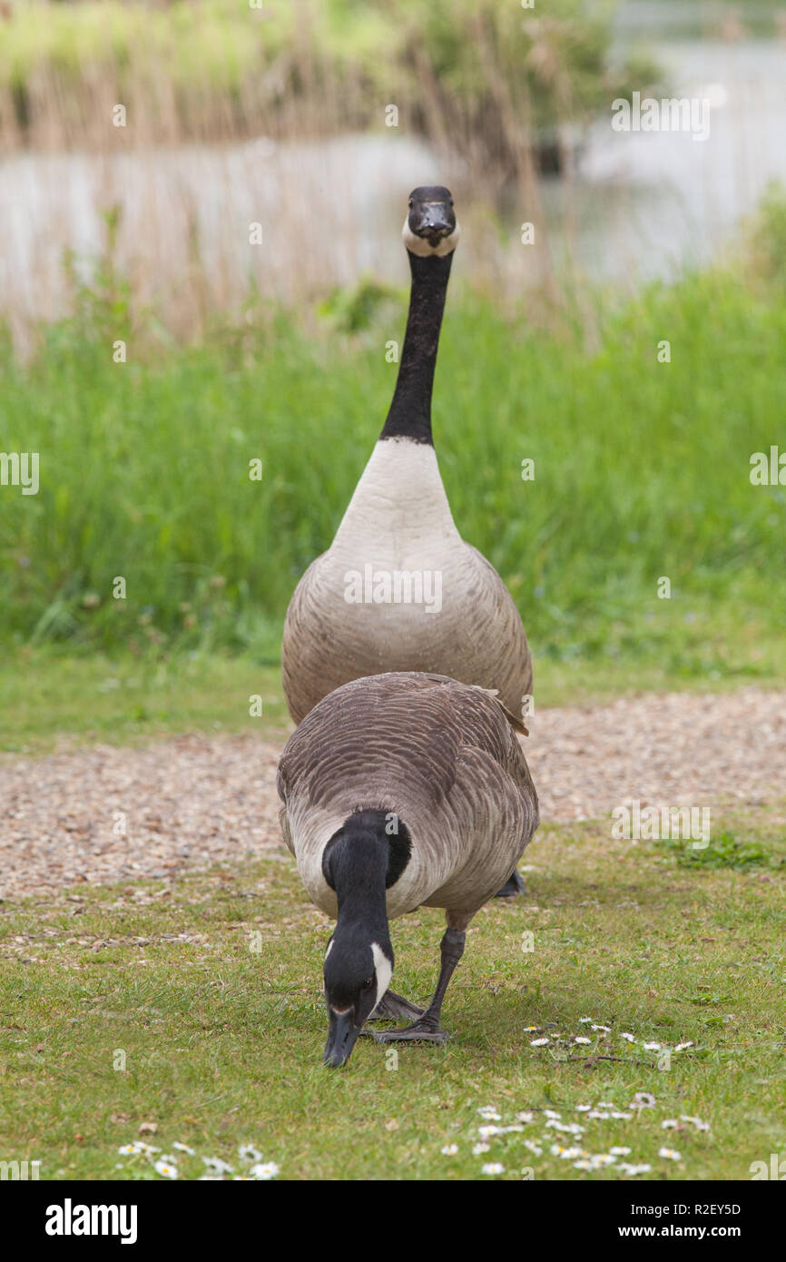 Atlantic Canada Goose (Branta c. canadensis). A pair, male or gander,  behind goose, female front. Sexually monomorphic. Sexes look alike,  similar. Introduced species.​ Stock Photo - Alamy