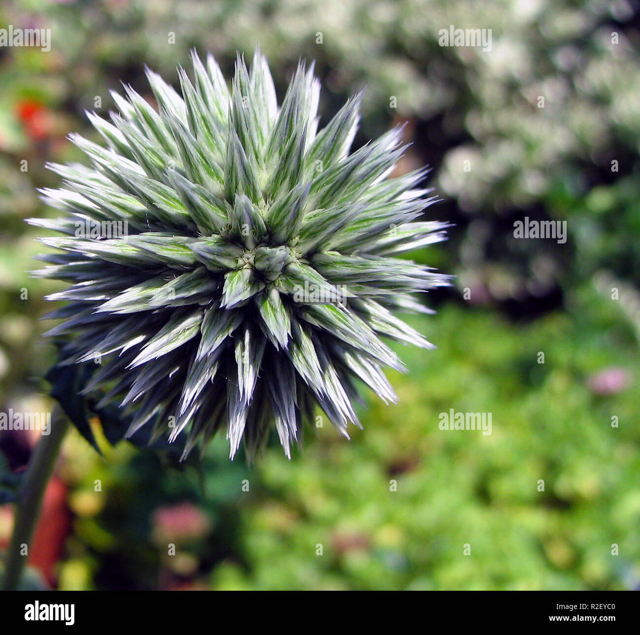 what-is-that-stock-photo-alamy