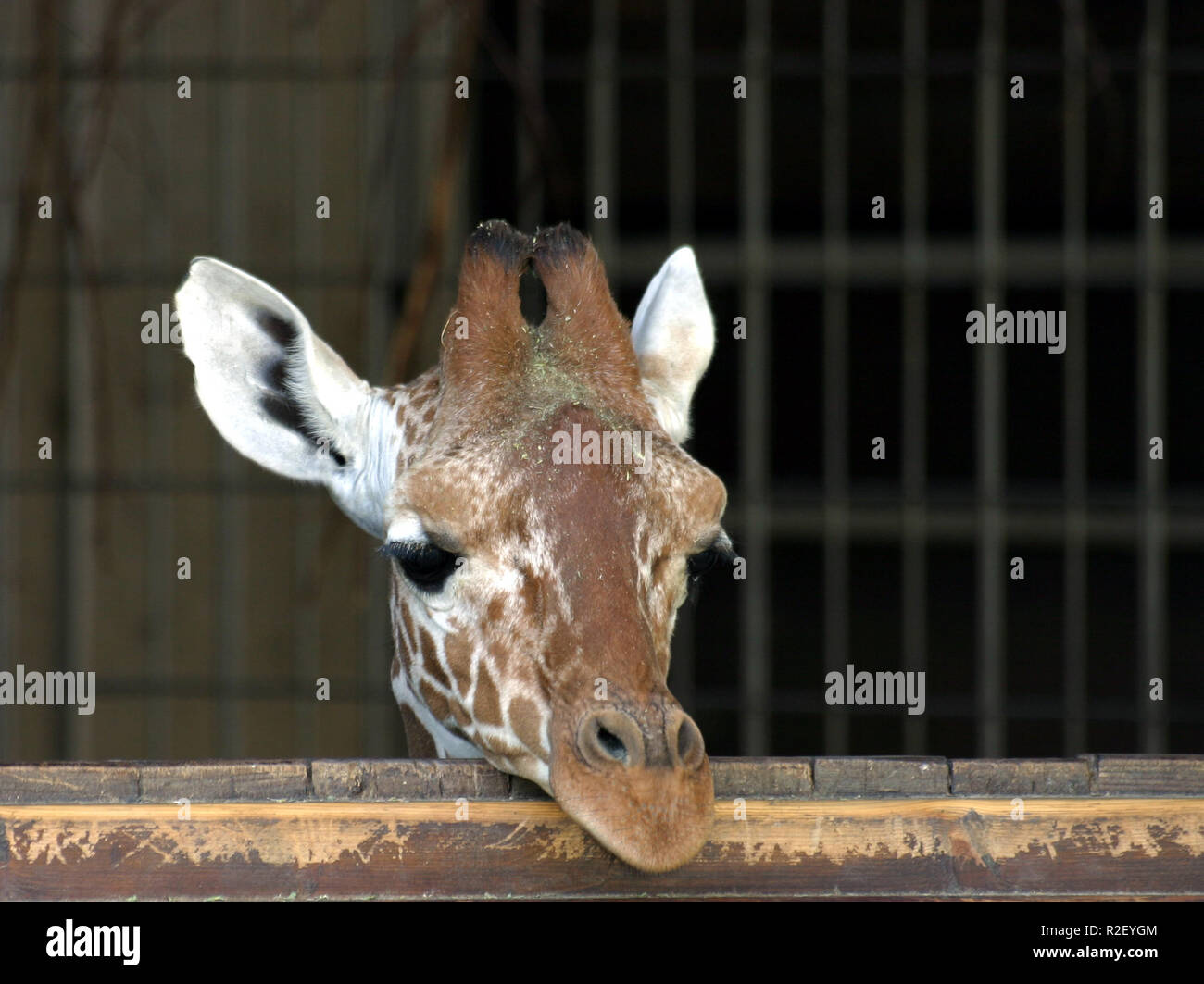 young giraffe Stock Photo
