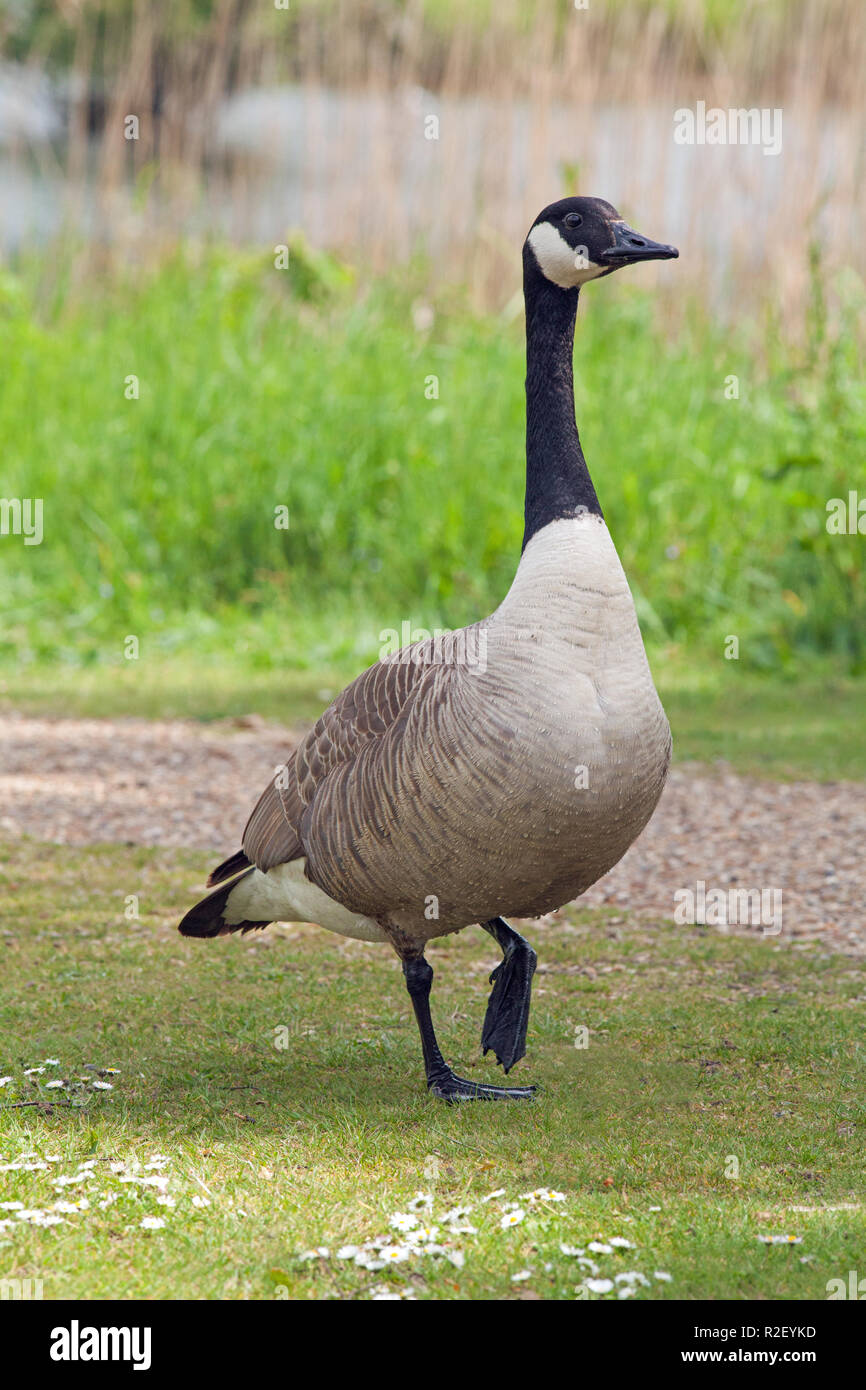 Canada Goose (Branta canadensis). Male, gander, stepping, forward approach.  Walking. Upright, confident approach. Introduced, naturalized species to  the ​UK Stock Photo - Alamy