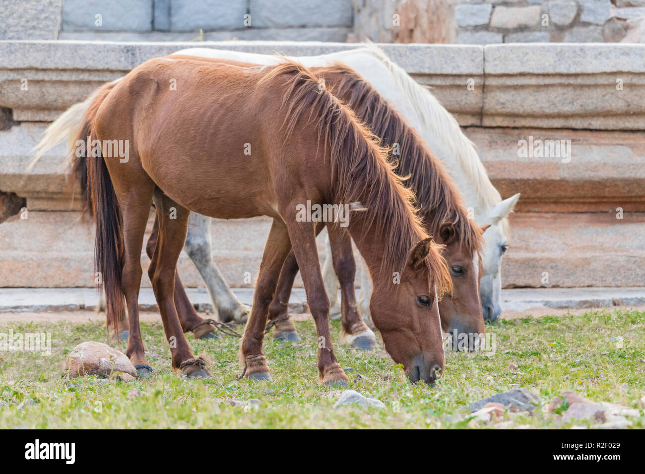 Three horses grazing grass in a field in sunny days Stock Photo