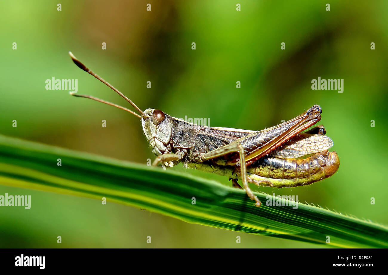 grass hopper 2 Stock Photo Alamy