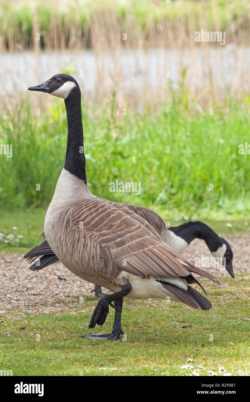 Canada Geese (Branta canadensis). True pair. Sexually monomorphic. Sexes look  alike. Vigilant , protective posture of gander, or male, front with goos  Stock Photo - Alamy