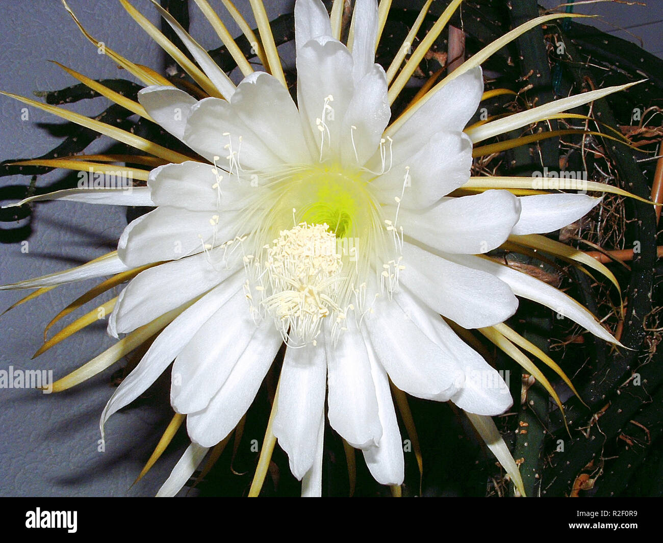 Rare cacti hi-res stock photography and images - Alamy