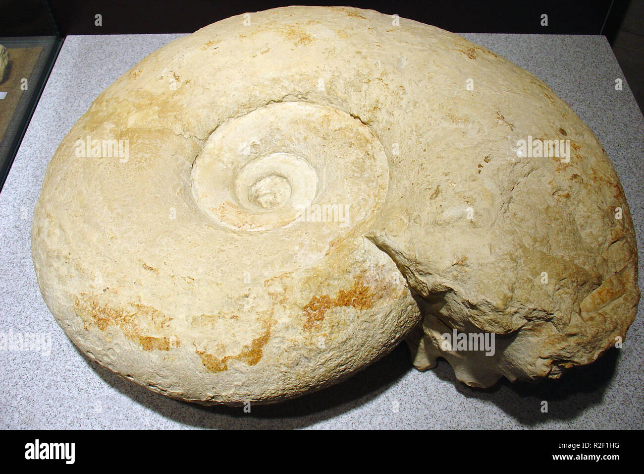 ammonite Stock Photo