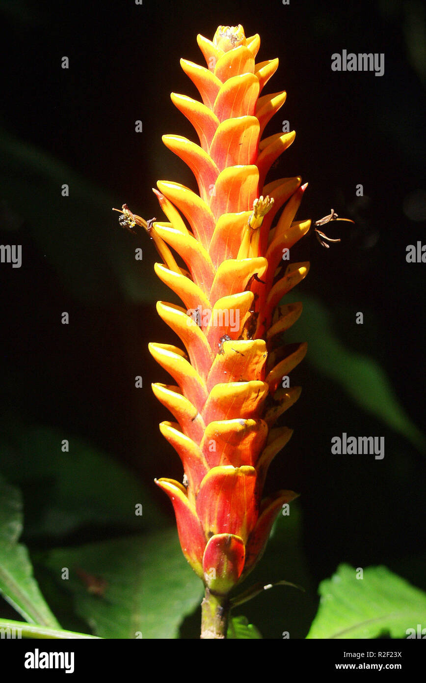 flower in the jungle Stock Photo Alamy