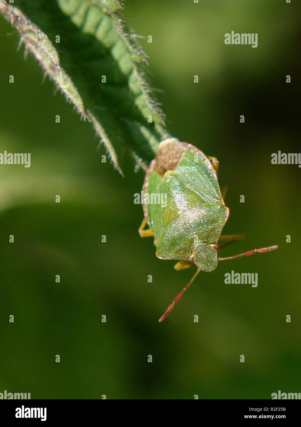green shield bug Stock Photo