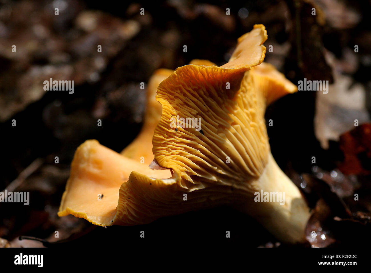 Eierschwamm reherl hi-res stock photography and images - Alamy