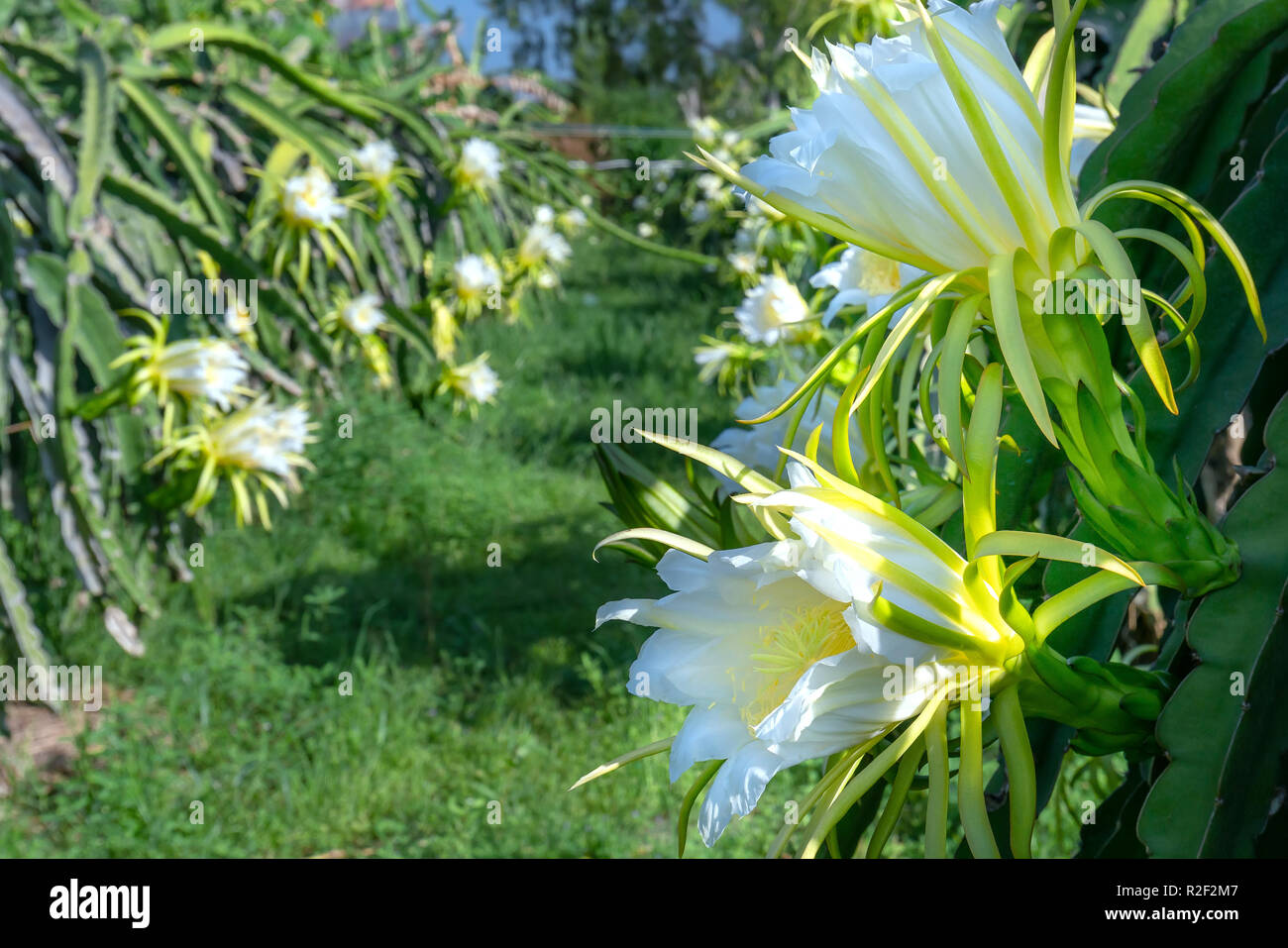 Dragon fruit flower in organic farm. This flower blooms in 4 days if