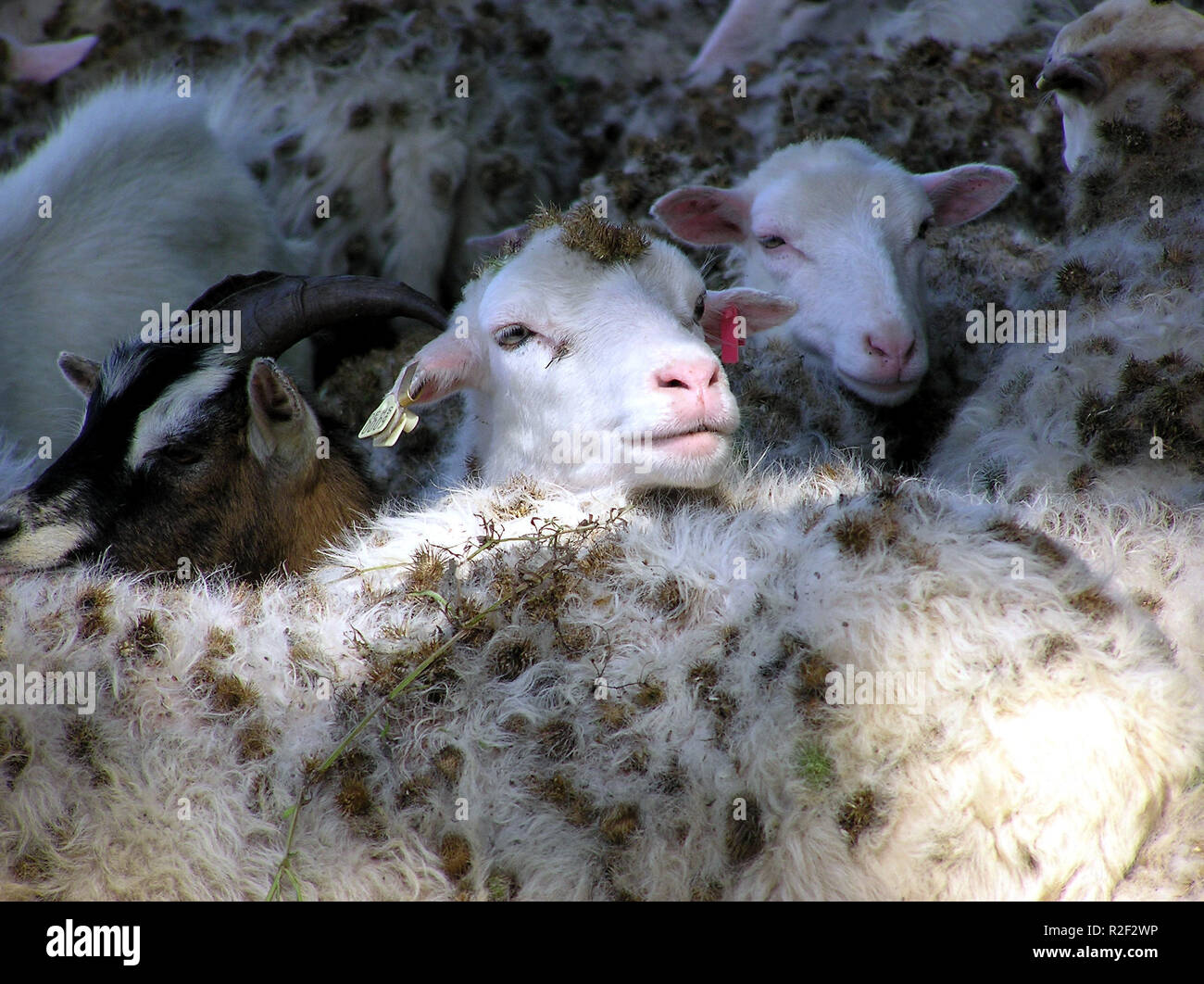 armes sheep Stock Photo