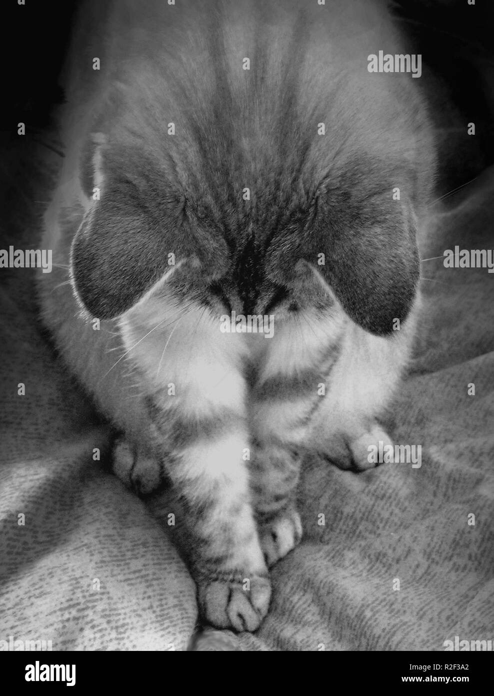 thank you all Stock Photo - Alamy