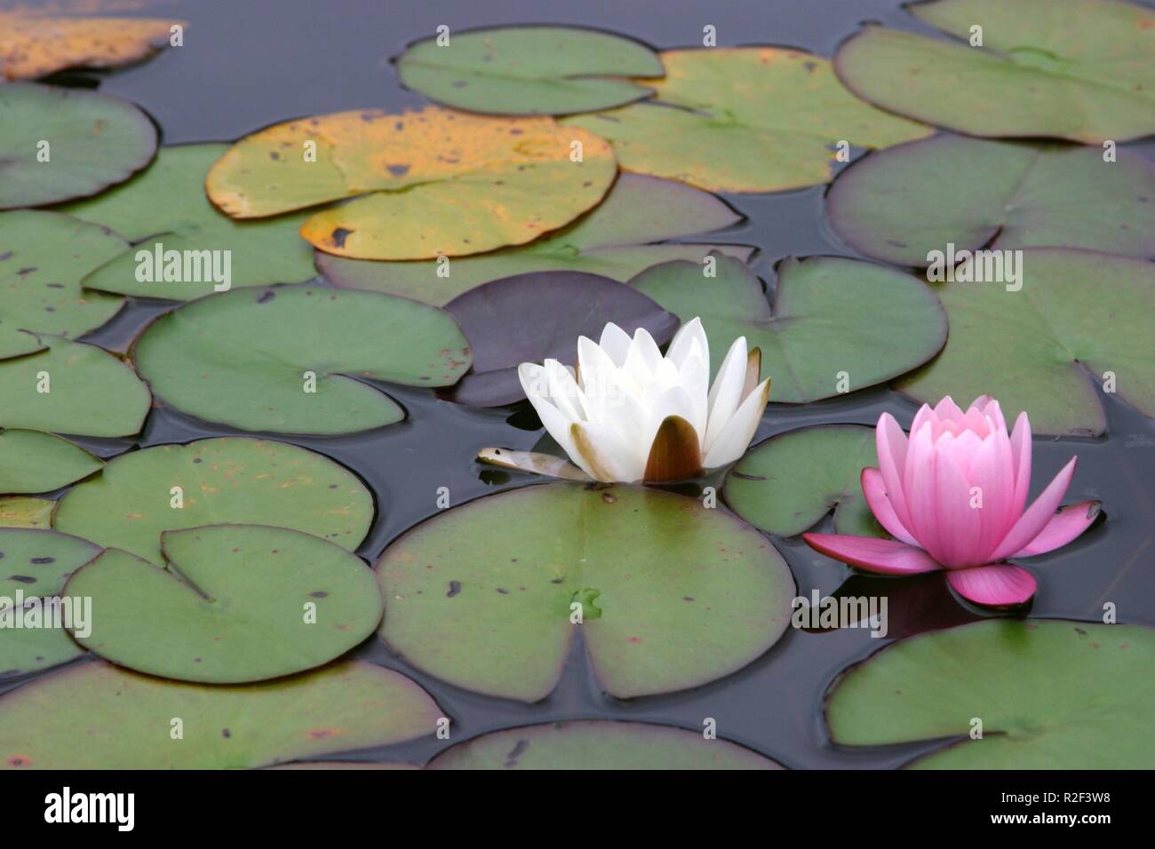 nymphaea 2 Stock Photo