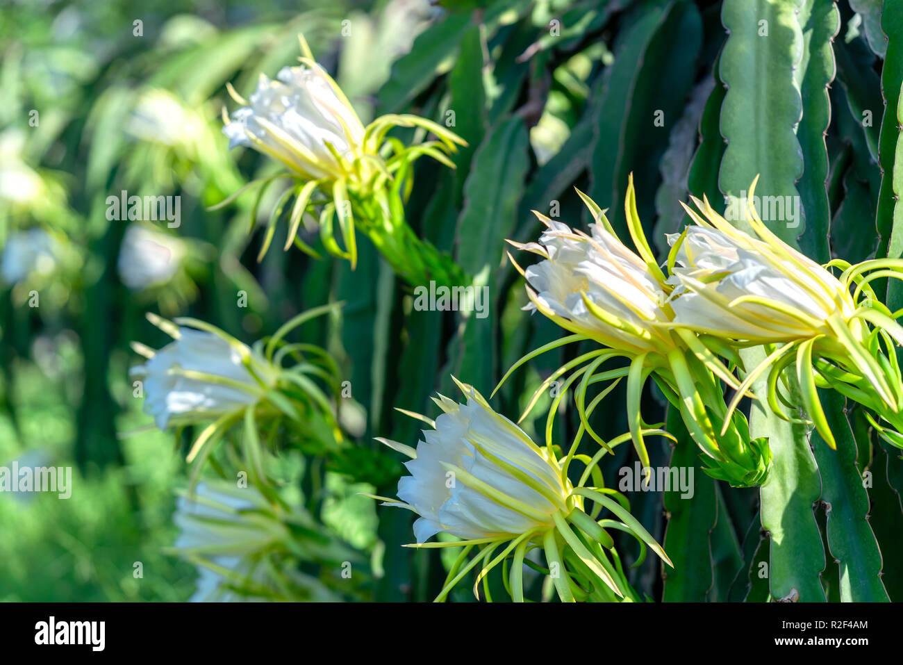 Dragon fruit flower in organic farm. This flower blooms in 4 days if