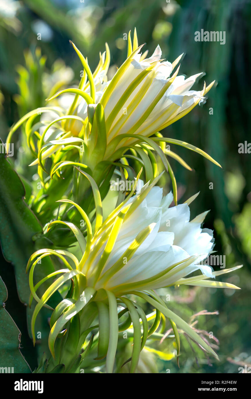 Dragon fruit flower in organic farm. This flower blooms in 4 days if
