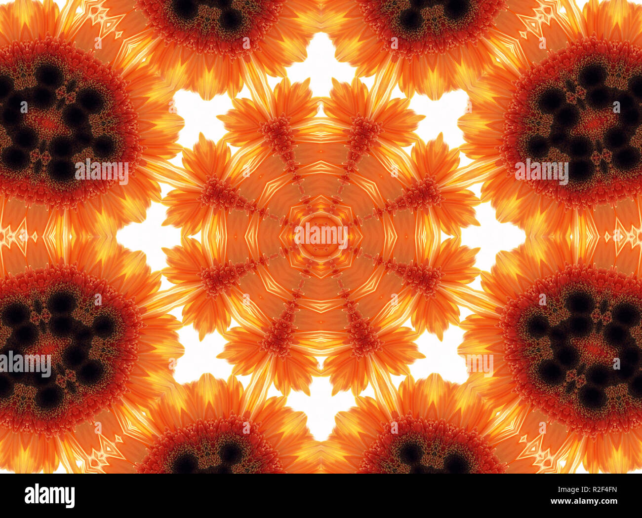 Abstract nature pattern with flower of Gerber Stock Photo - Alamy