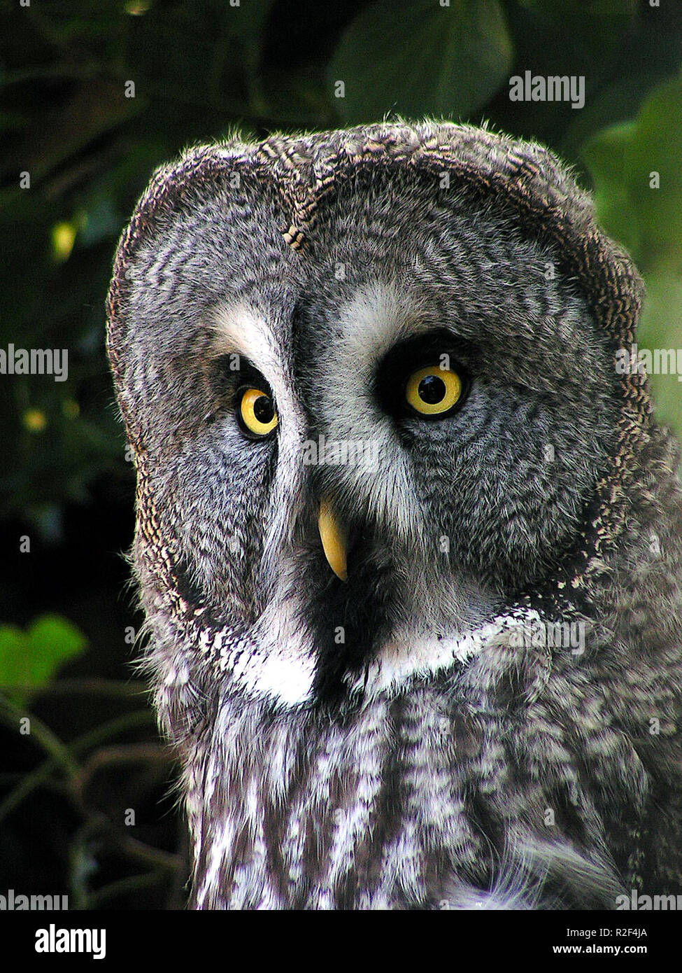 brown owl... Stock Photo