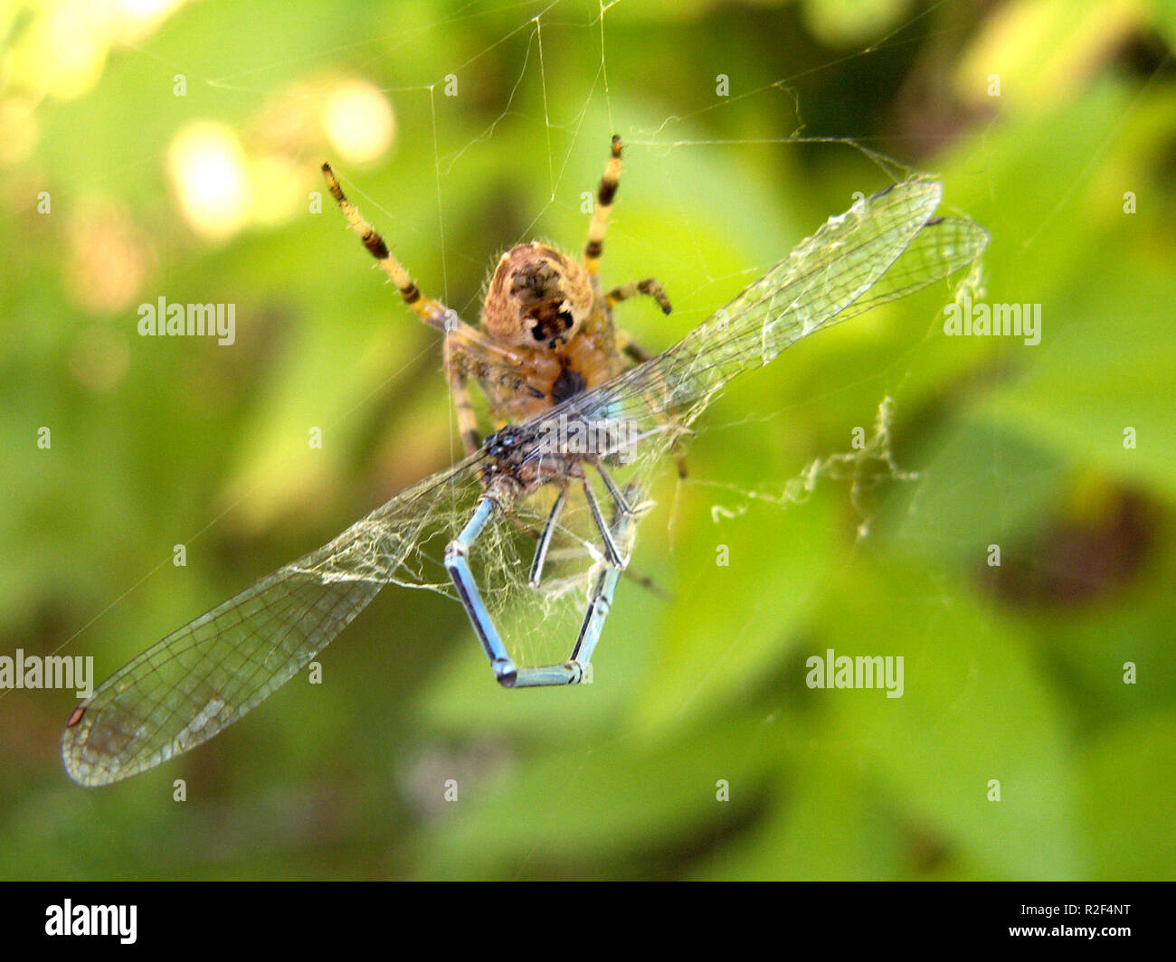 Dragonfly caught spiders web hires stock photography and images Alamy