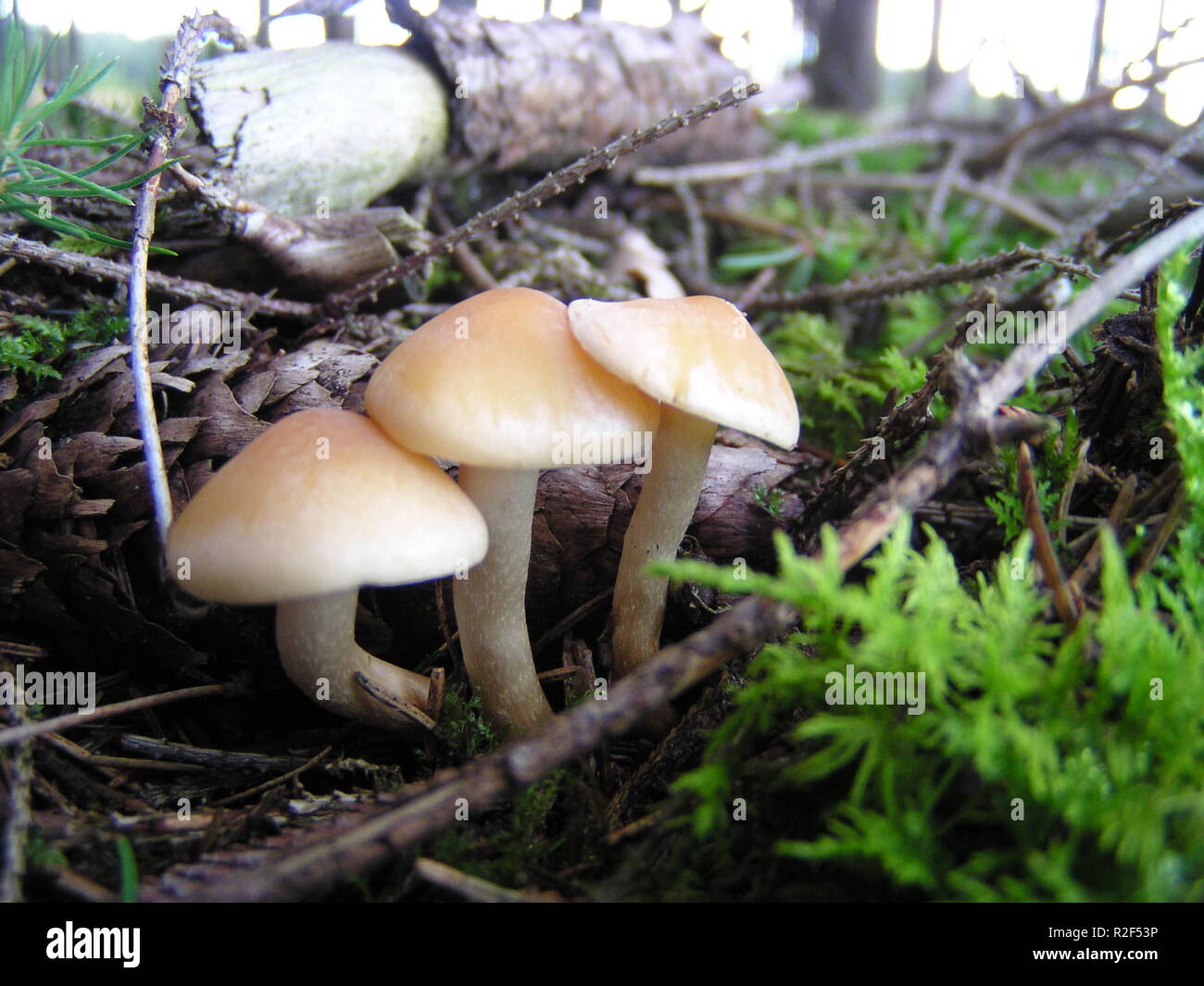 three mushrooms Stock Photo