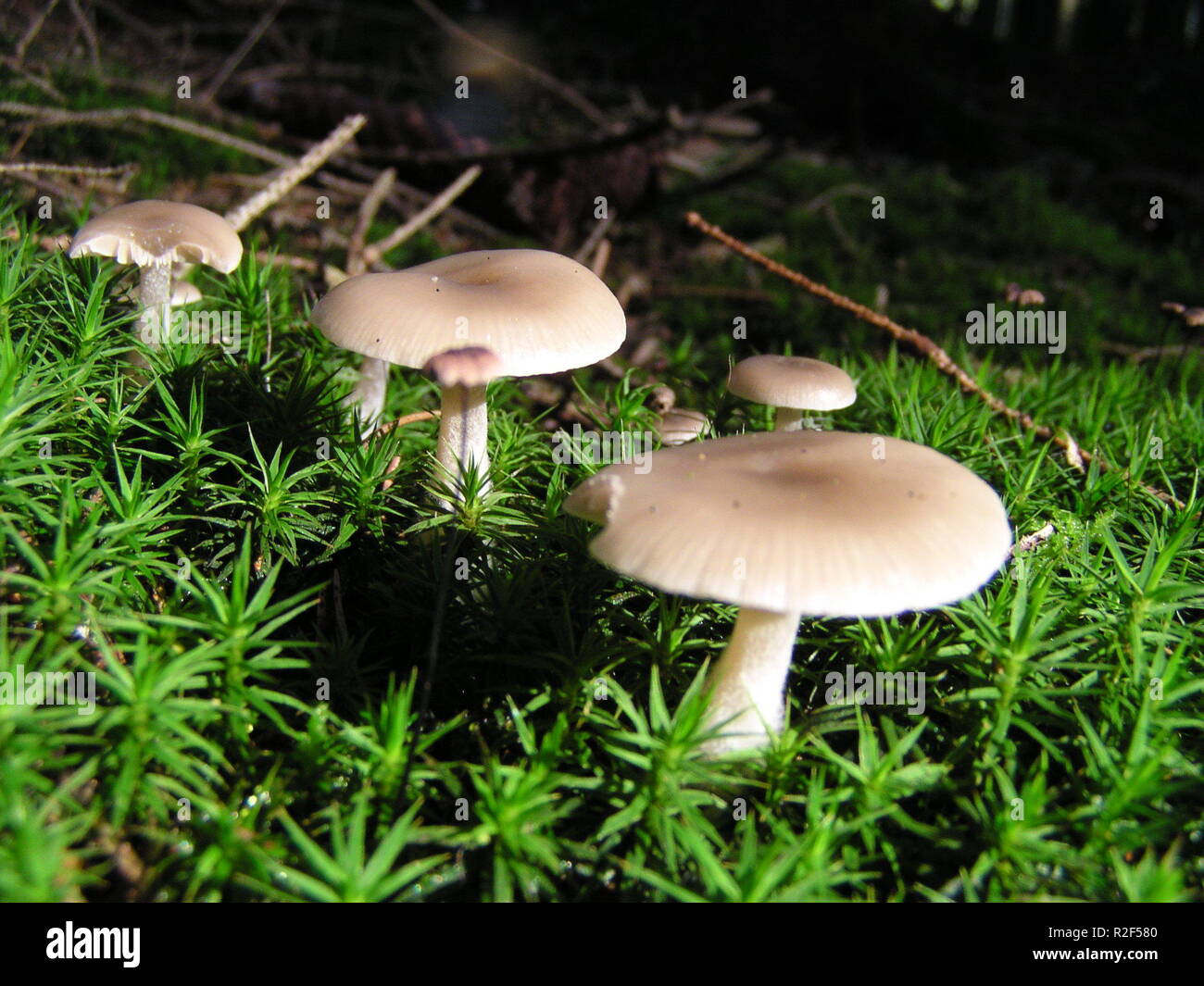 mushroom series Stock Photo