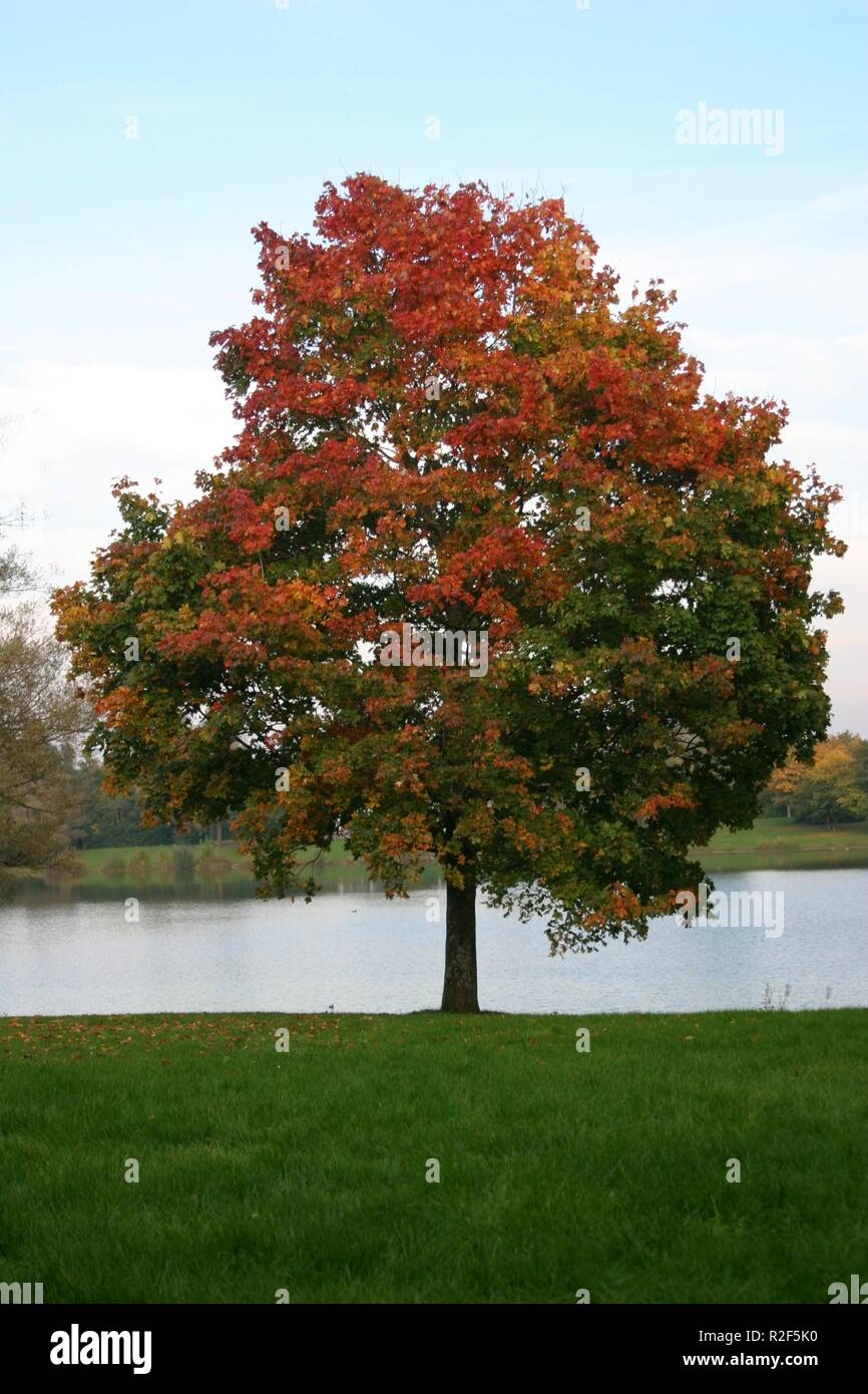 maple Stock Photo