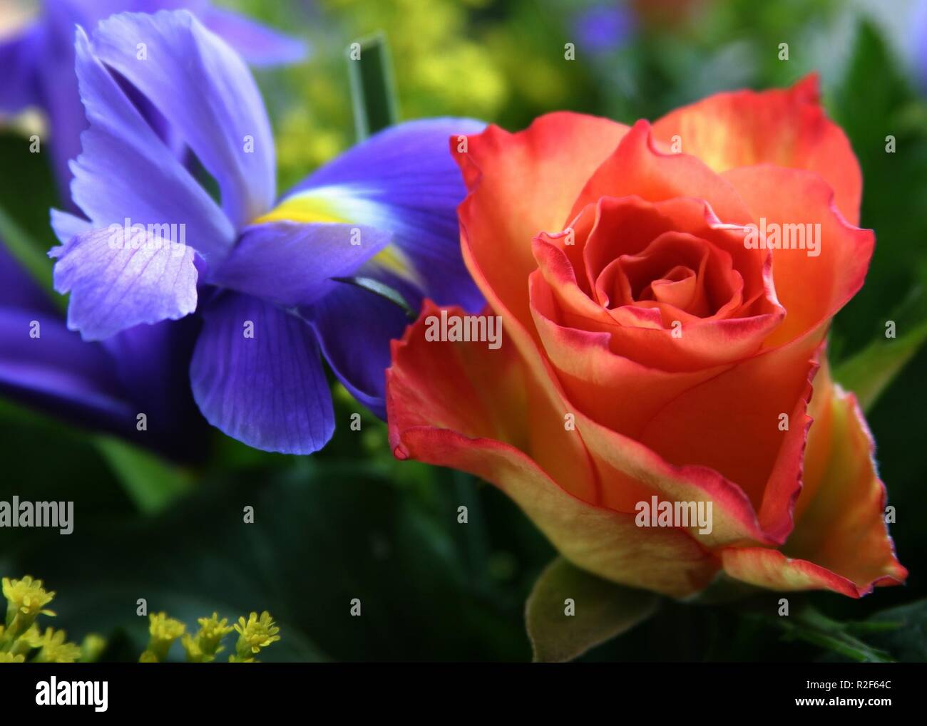 rose and iris Stock Photo